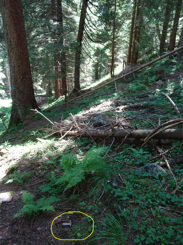 Amanita submembranacea ?